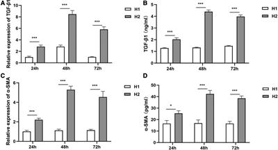 Hyperoxia exposure promotes endothelial–mesenchymal transition and inhibits regulatory T cell function in human pulmonary microvascular endothelial cells